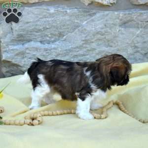 Callie, Shih Tzu Puppy